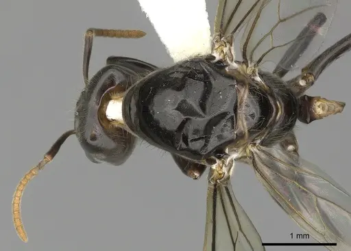 Azteca quadraticeps - JTLC000009422