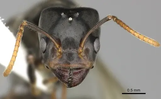 Azteca quadraticeps - JTLC000009422