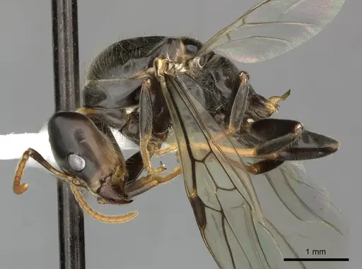 Azteca quadraticeps - JTLC000009422