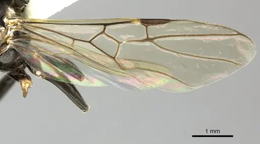 Azteca quadraticeps - JTLC000009422