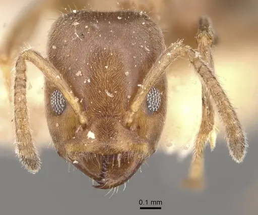 Azteca sapii specimen