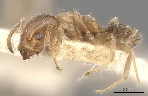 Azteca sapii specimen