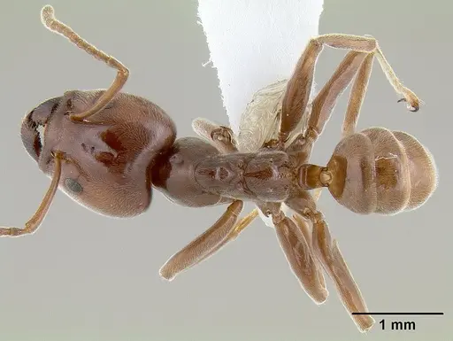 Azteca schimperi specimen