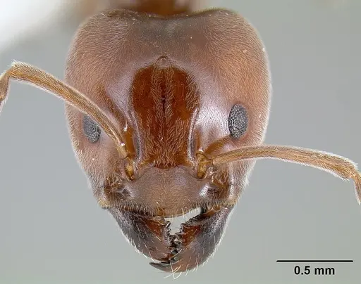 Azteca schimperi specimen