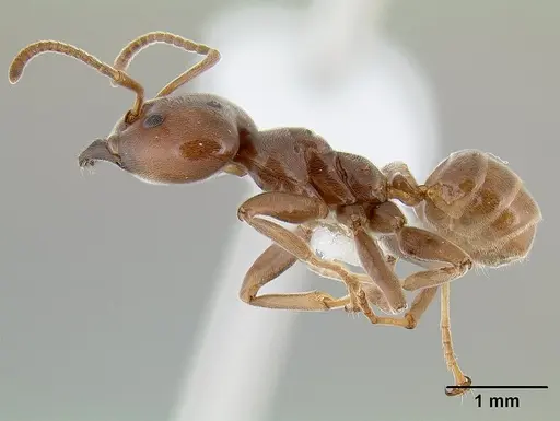 Azteca schimperi specimen