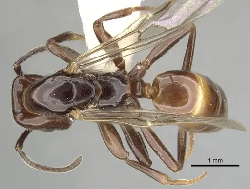 Azteca schimperi - CASENT0249532