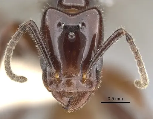 Azteca schimperi - CASENT0249532