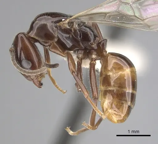 Azteca schimperi - CASENT0249532