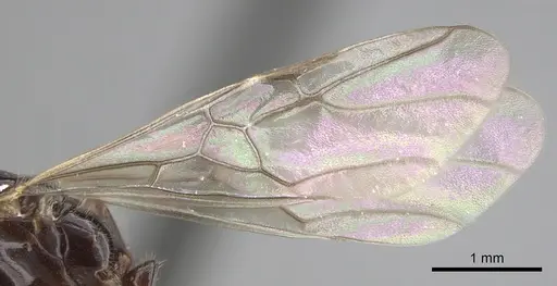 Azteca schimperi - CASENT0249532