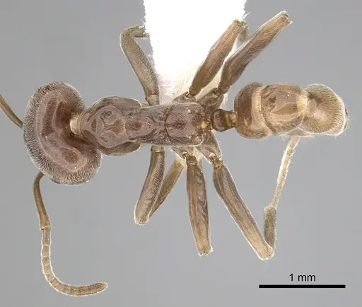 Azteca schimperi - CASENT0249549