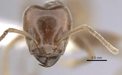 Azteca schimperi - CASENT0249549