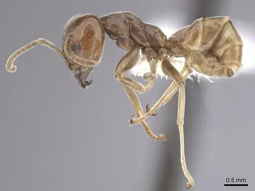 Azteca schimperi - CASENT0249549