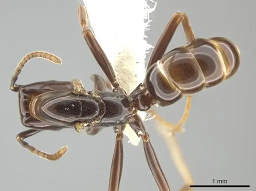 Azteca schimperi - CASENT0646887