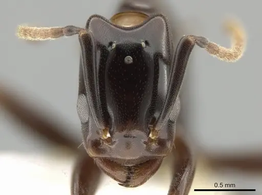 Azteca schimperi - CASENT0646887