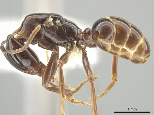 Azteca schimperi - CASENT0646887