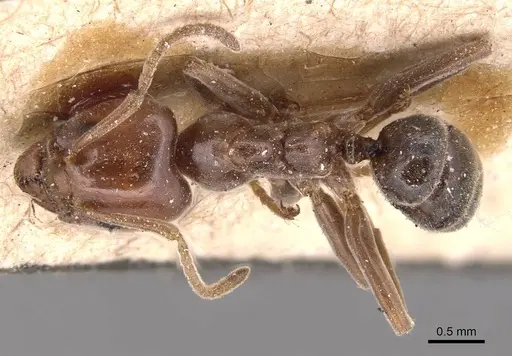 Azteca schimperi - CASENT0905093