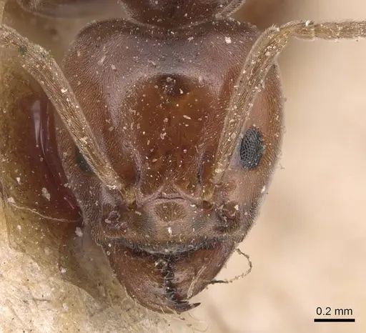 Azteca schimperi - CASENT0905093