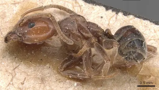 Azteca schimperi - CASENT0905093