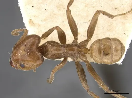 Azteca schimperi - CASENT0909626