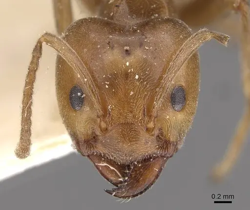 Azteca schimperi - CASENT0909626