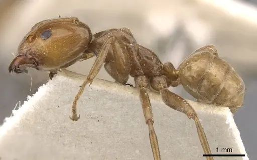 Azteca schimperi - CASENT0909626