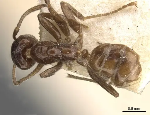 Azteca schimperi - CASENT0909627