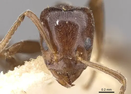 Azteca schimperi - CASENT0909627