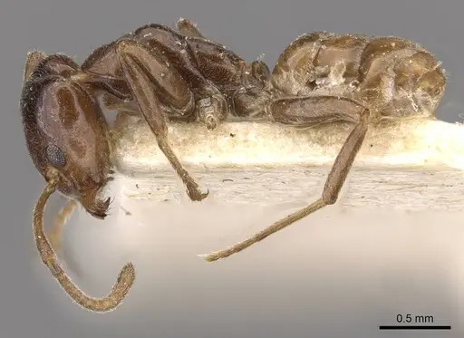 Azteca schimperi - CASENT0909627