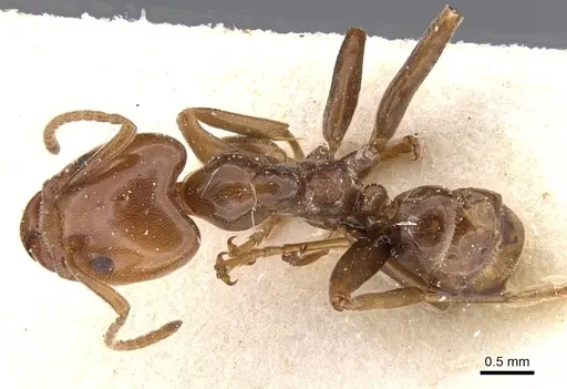 Azteca schimperi - CASENT0911462