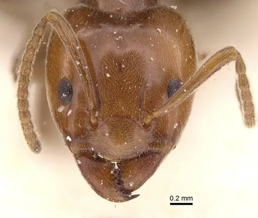 Azteca schimperi - CASENT0911462