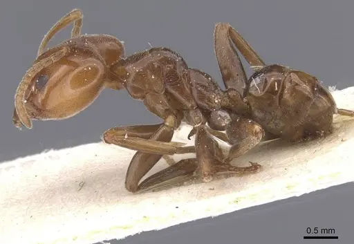 Azteca schimperi - CASENT0911462