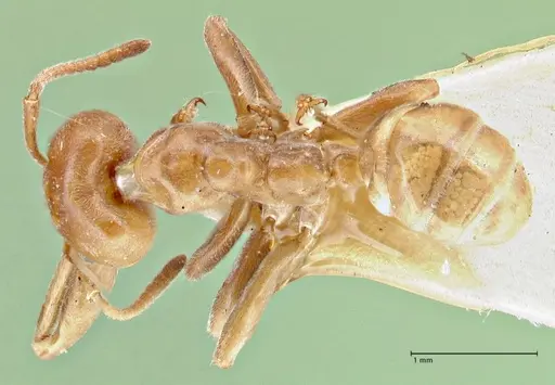 Azteca schimperi - FOCOL2847