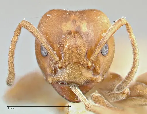 Azteca schimperi - FOCOL2847