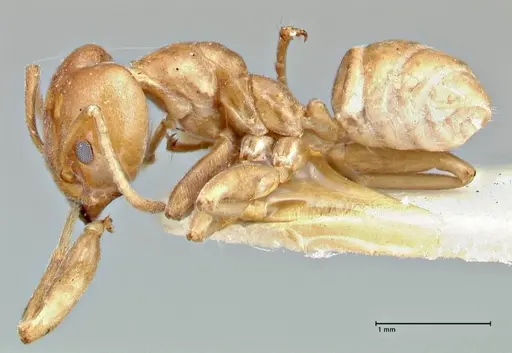 Azteca schimperi - FOCOL2847