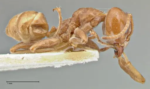 Azteca schimperi - FOCOL2847