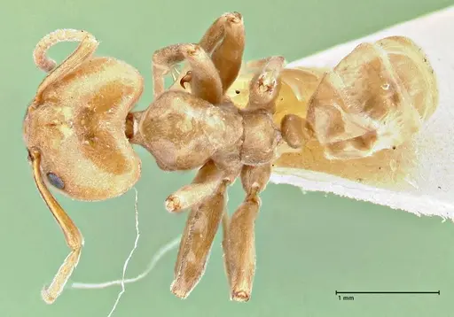 Azteca schimperi - FOCOL2848