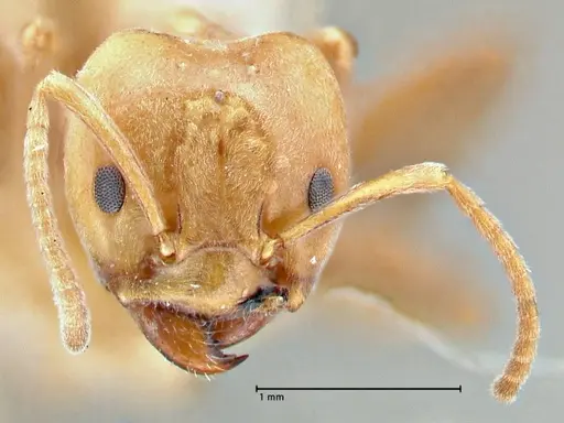 Azteca schimperi - FOCOL2848