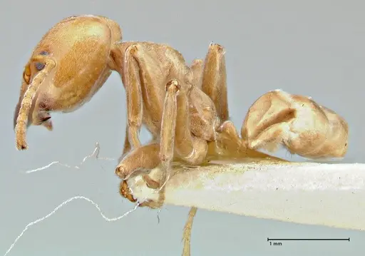 Azteca schimperi - FOCOL2848