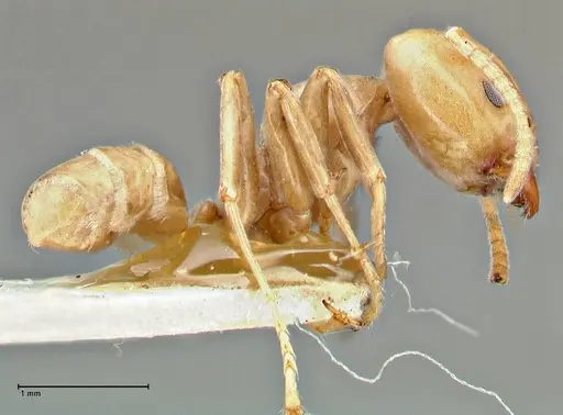 Azteca schimperi - FOCOL2848