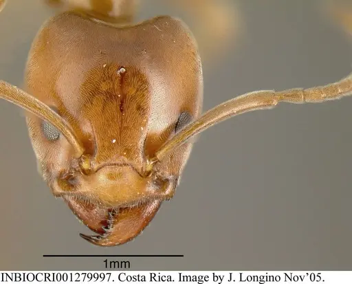 Azteca schimperi - INBIOCRI001279997