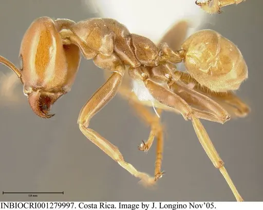 Azteca schimperi - INBIOCRI001279997