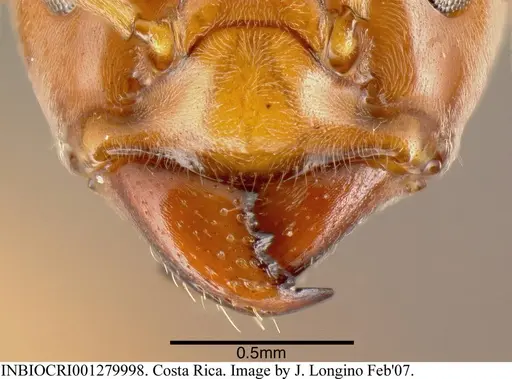 Azteca schimperi - INBIOCRI001279998