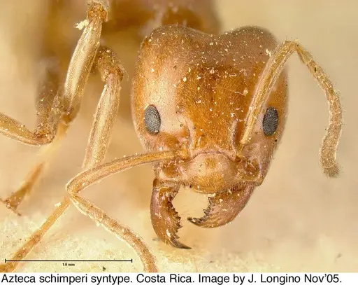 Azteca schimperi - JTL073594