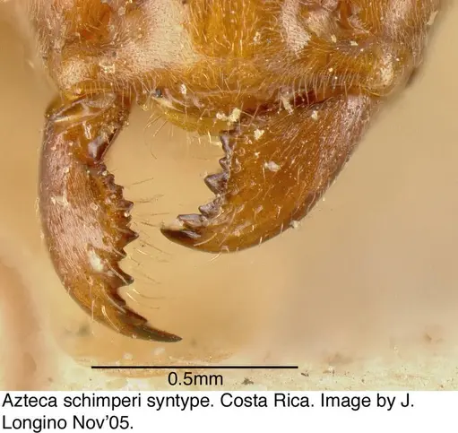 Azteca schimperi - JTL073594