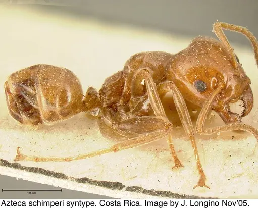 Azteca schimperi - JTL073594