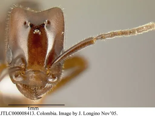 Azteca schimperi - JTLC000008413