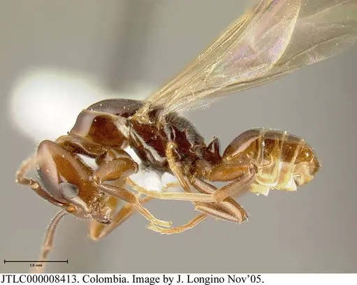 Azteca schimperi - JTLC000008413