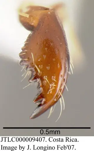Azteca schimperi - JTLC000009407