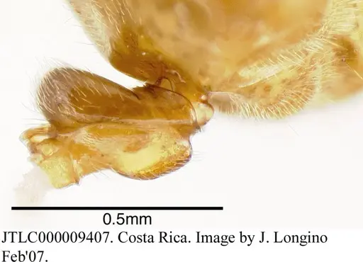 Azteca schimperi - JTLC000009407