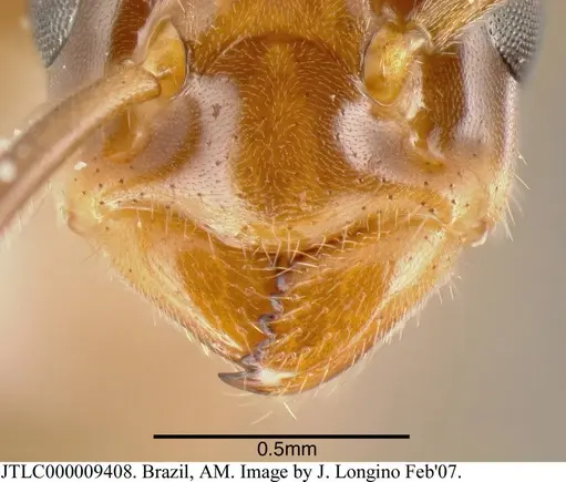 Azteca schimperi - JTLC000009408